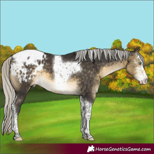 Horse Color:Silver Buckskin Mushroom Sabino Tobiano Appaloosa
