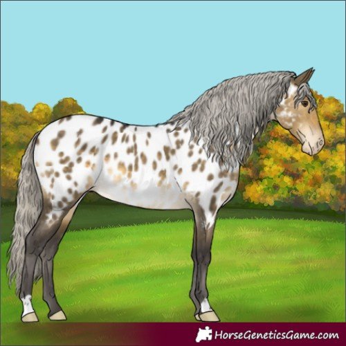 Horse Color:Silver Buckskin Dun Blanket Rabicano