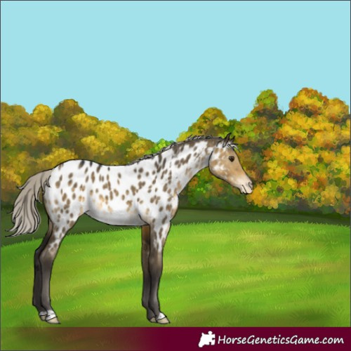 Horse Color:Silver Buckskin Dun Appaloosa Rabicano