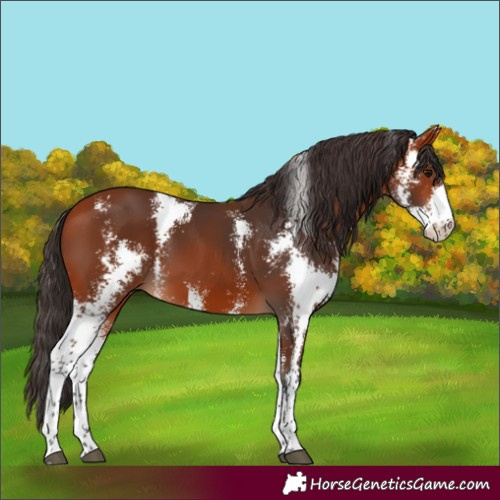 Horse Color:Bay Sabino