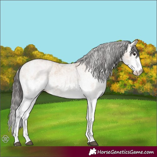 Horse Color:White Spotted Bay Dun