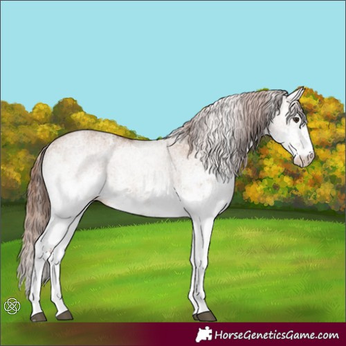 Horse Color:White Spotted Red Dun