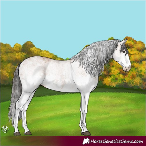 Horse Color:White Spotted Bay 