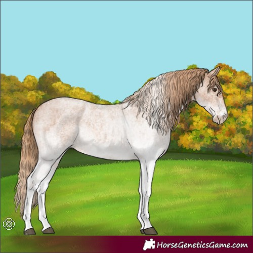 Horse Color:White Spotted Red Roan 