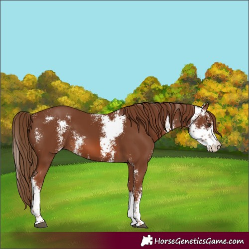 Horse Color:Chestnut Sabino