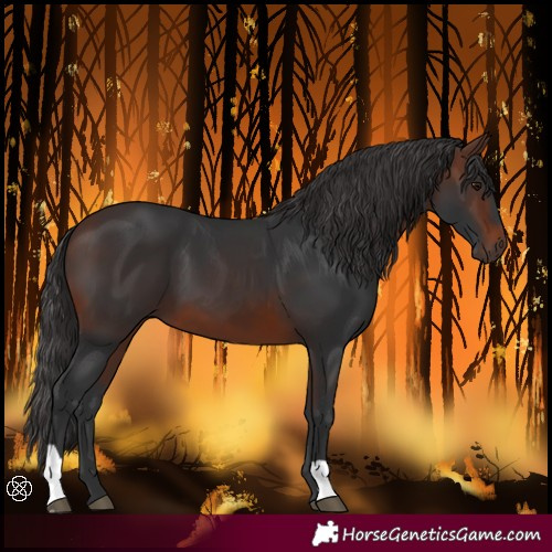 Horse Color:Brown 