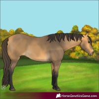 Horse Color:Buckskin 