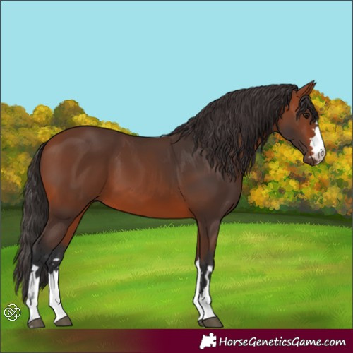 Horse Color:Bay 