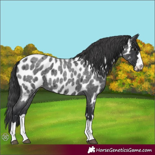 Horse Color:Blue Roan Appaloosa 