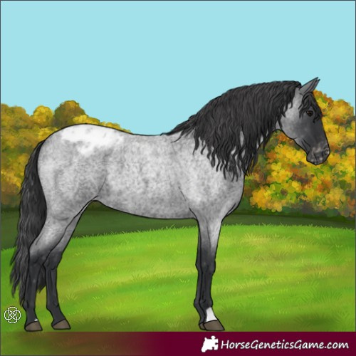 Horse Color:Blue Roan Appaloosa