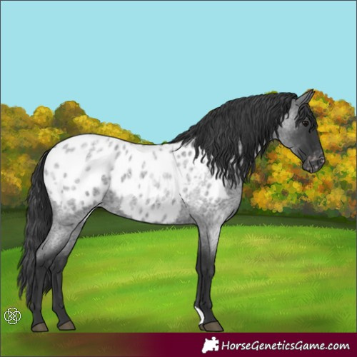 Horse Color:Blue Roan Appaloosa 