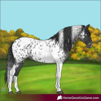 Horse Color:Blue Roan Tobiano Appaloosa