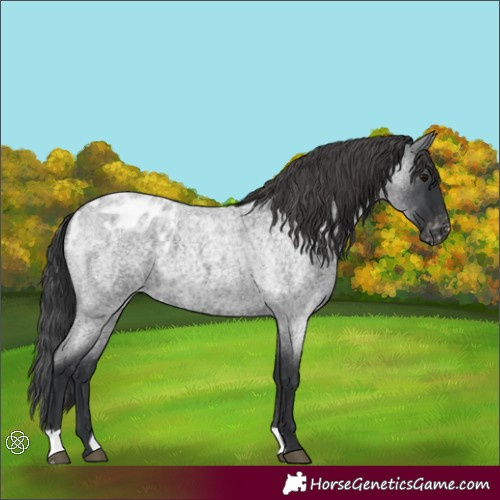 Horse Color:Blue Roan Appaloosa 