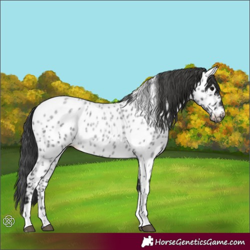 Horse Color:Blue Roan Appaloosa 