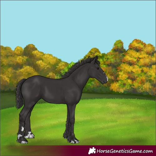 Horse Color:Smoky Black 