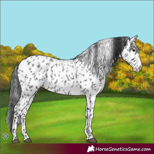 Horse Color:Blue Roan Appaloosa