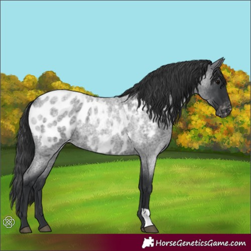 Horse Color:Blue Roan Appaloosa 