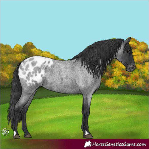 Horse Color:Blue Roan Appaloosa 