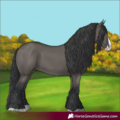 Horse Color:Grullo Splash 