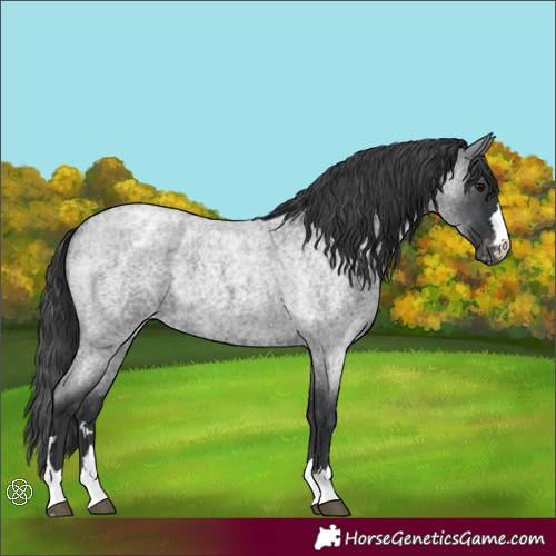 Horse Color:Blue Roan Appaloosa 