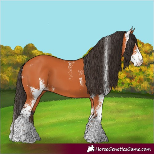 Horse Color:Bay Sabino 