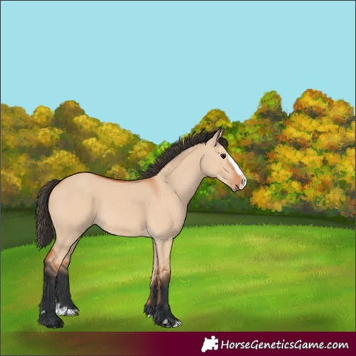 Horse Color:Bay Dun Splash 