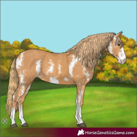 Horse Color:Chestnut Sabino