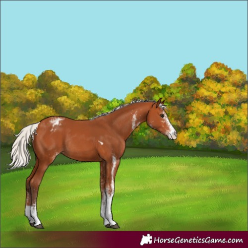 Horse Color:Unknown 