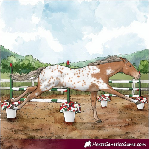 Horse Color:Chestnut Appaloosa Rabicano