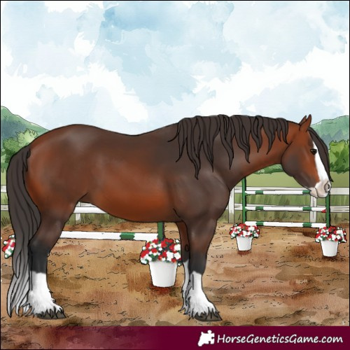 Horse Color:Bay Splash 