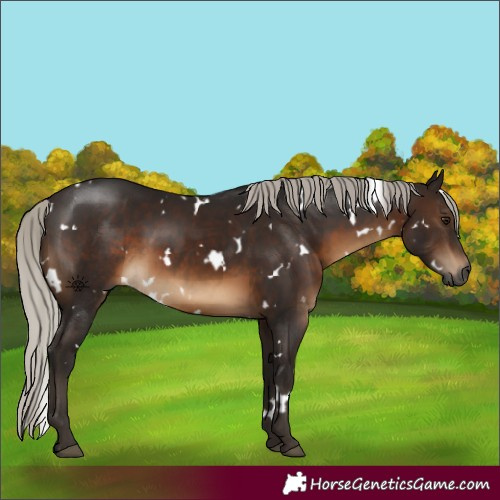 Horse Color:Gray White Spotted Silver Brown 