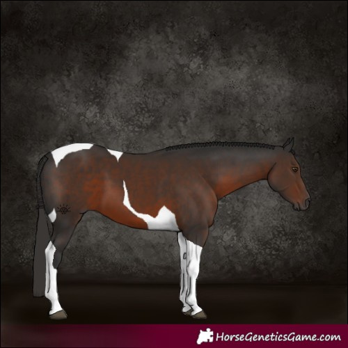 Horse Color:Gray Liver Chestnut Tobiano