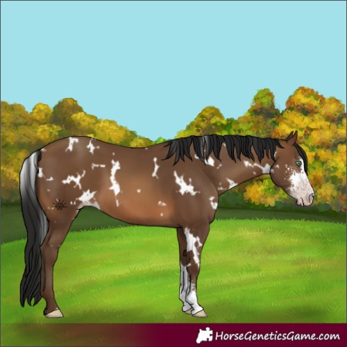 Horse Color:Gray White Spotted Amber Champagne Sabino
