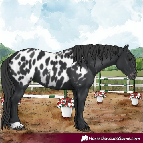 Horse Color:Black Appaloosa