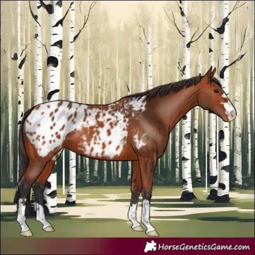 Horse Color:Bay Blanket