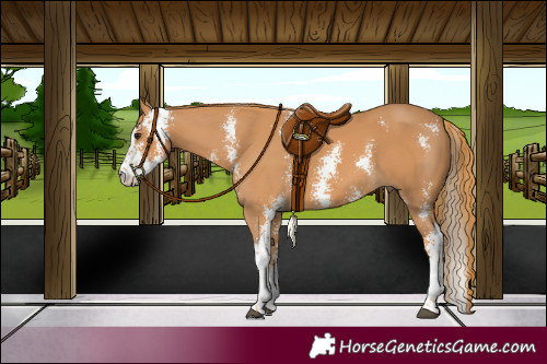 Horse Color:Chestnut Sabino 