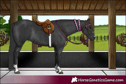 Horse Color:Black Rabicano