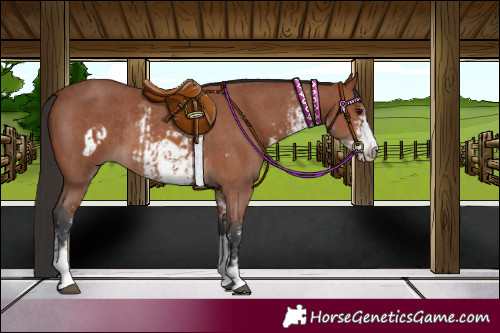 Horse Color:Bay Sabino Rabicano and Bay Sabino Frame Rabicano