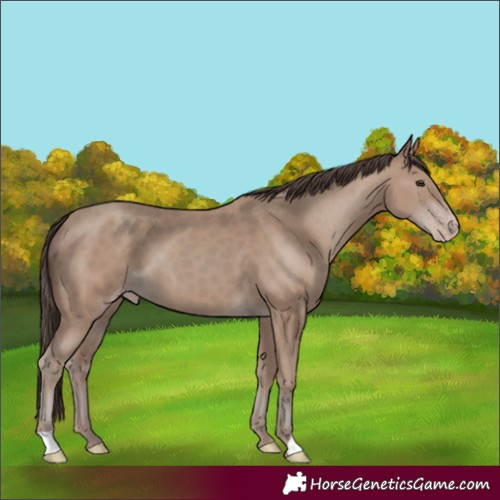 Horse Color:Classic Champagne