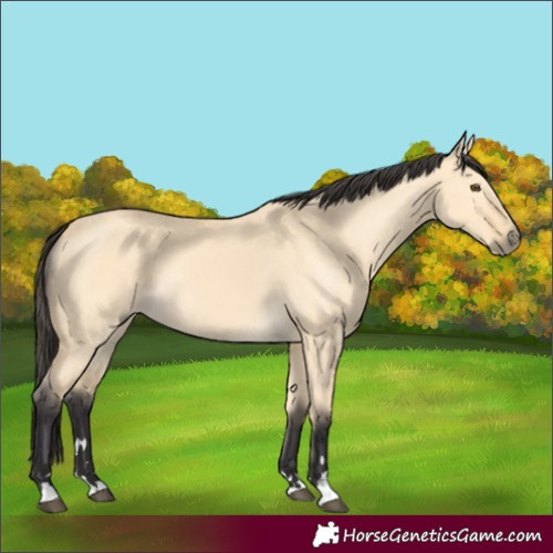 Horse Color:Buckskin Dun 