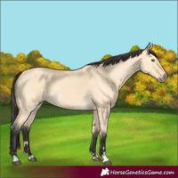 Horse Color:Buckskin Dun 