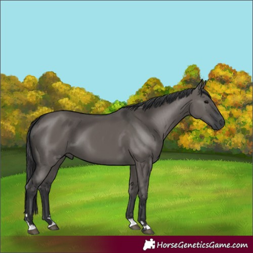 Horse Color:Grullo 