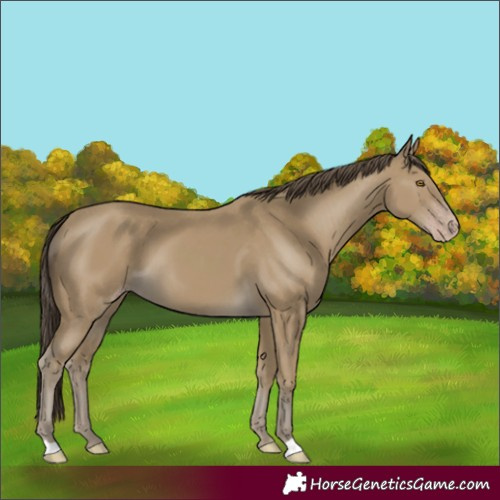 Horse Color:Classic Cream Champagne