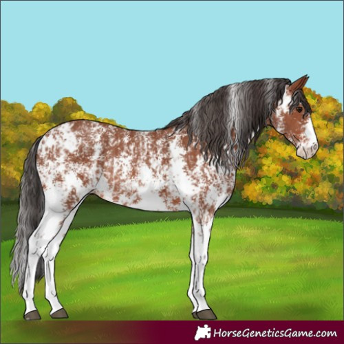 Horse Color:Unknown 