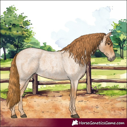 Horse Color:Red Roan 
