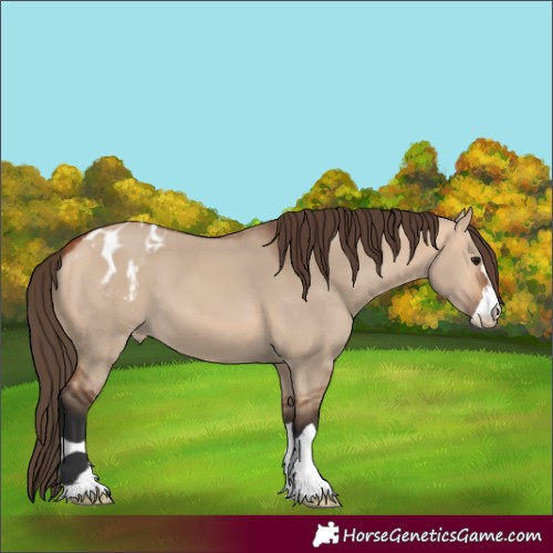 Horse Color:Bay Dun Appaloosa