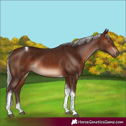 Horse Color:Silver Brown Mushroom Tobiano