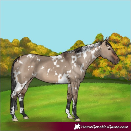 Horse Color:White Spotted Brown Dun