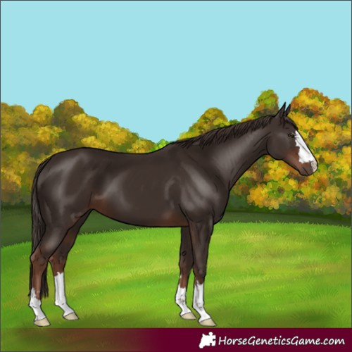 Horse Color:Liver Chestnut