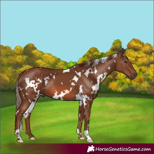 Horse Color:White Spotted Chestnut 